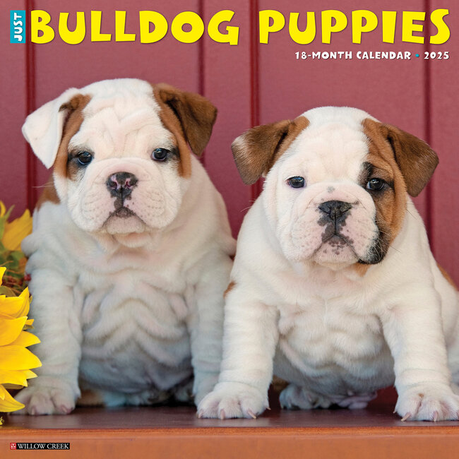 Willow Creek Calendrier des chiots bulldogs anglais 2025