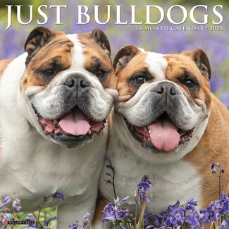 Willow Creek English Bulldog Calendar 2025