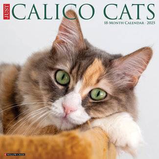 Willow Creek Calico Cats Calendar 2025