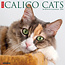 Willow Creek Calico Cats Calendar 2025