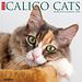Willow Creek Calendario Gatti Calico 2025