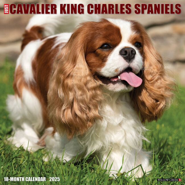 Cavalier King Charles Spaniel Calendario 2025