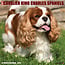 Willow Creek Cavalier King Charles Spaniel Kalender 2025