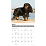 Cavalier King Charles Spaniel Calendar 2025