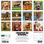 Calendario Chesapeake Bay Retriever 2025