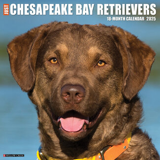 Willow Creek Calendrier du Chesapeake Bay Retriever 2025