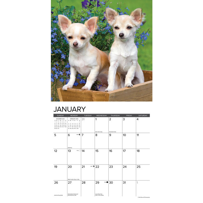 Buy Chihuahua Puppies Calendar 2025 Order easily online