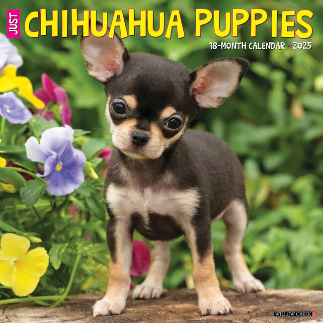 Willow Creek Chihuahua Puppies Calendar 2025