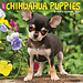 Willow Creek Calendario Chihuahua Cachorros 2025