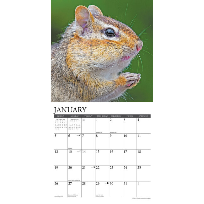 Buying Chipmunks Calendar 2025 Order easily online Kalenderwinkel.nl