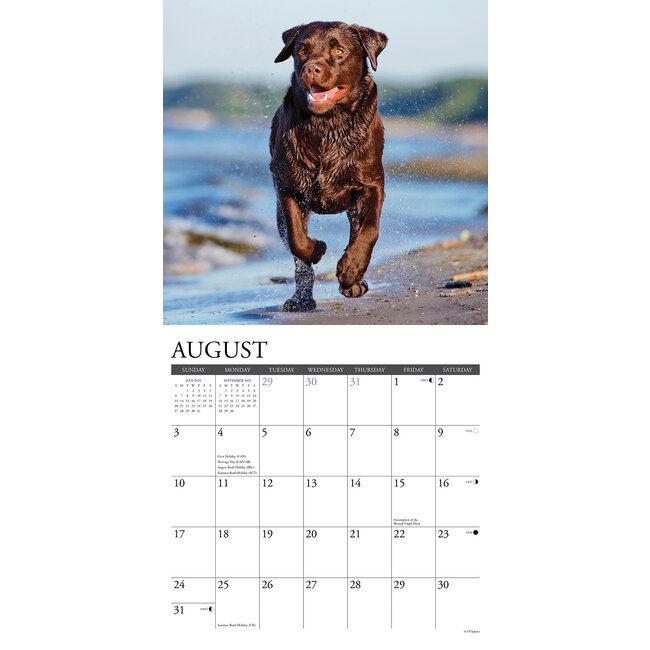 Buy Labrador Retriever Brown Calendar 2025 Order easily online