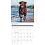 Labrador Retriever Brown Calendar 2025