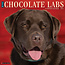 Labrador Retriever Calendrier brun 2025