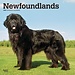 Browntrout Newfoundlander Kalender 2025