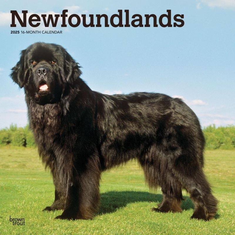 Newfoundland Calendar 2025 Buy Order easily online Kalenderwinkel.nl