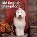 Browntrout Bobtail / Old English Sheepdog Calendar 2025
