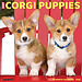 Willow Creek Welsh Corgi Puppies Calendar 2025