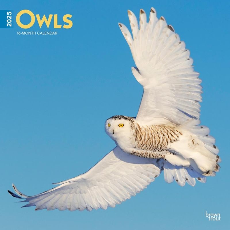 Buying Owls Calendar 2025 simply order online Kalenderwinkel.nl
