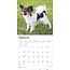 Papillon Calendar 2025