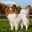 Papillon Calendar 2025