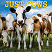 Willow Creek Cows Calendar 2025