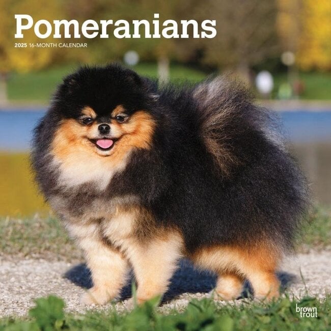Browntrout Pomeranian Kalender 2025