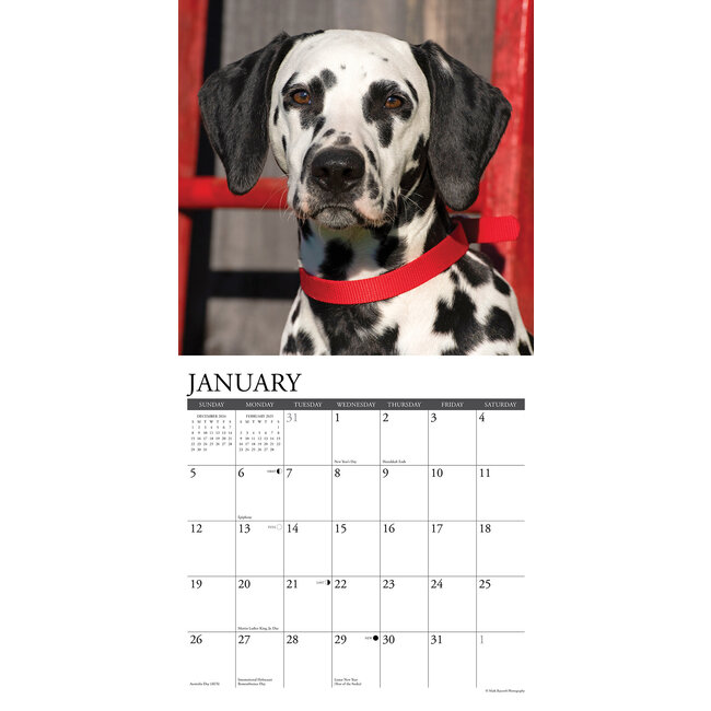 Dalmatian Calendar 2025 Buy Order easily online Kalenderwinkel.nl