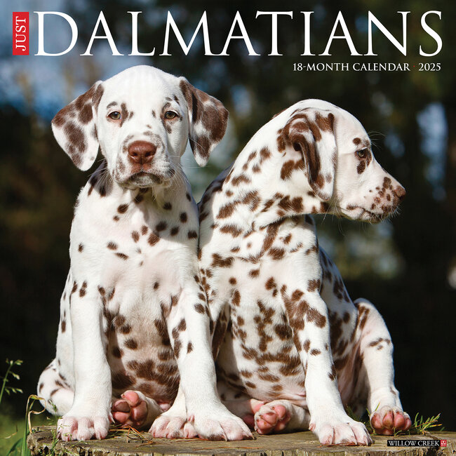 Willow Creek Dalmatian Calendar 2025