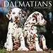 Willow Creek Dalmatian Calendar 2025