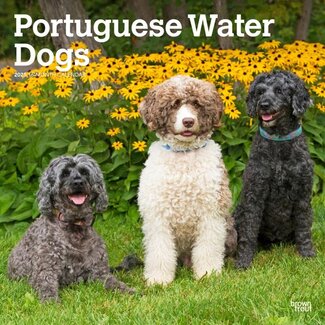 Browntrout Portugese Waterhond Kalender 2025