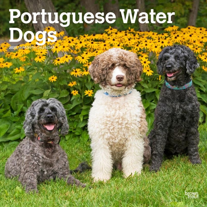 Portugese Waterhond Kalender 2025