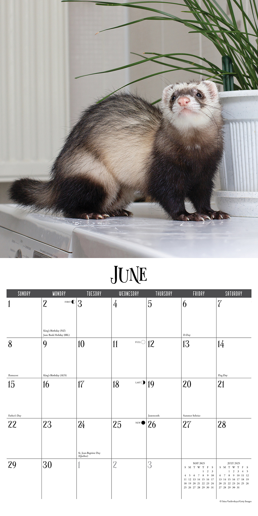 Buy a Ferret Calendar 2025? Order online quickly and easily