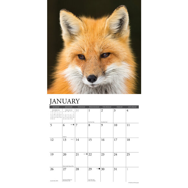 Buying Foxes Calendar 2025 Order easily online Kalenderwinkel.nl