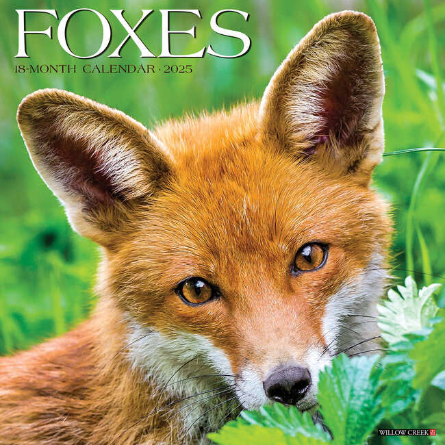 Foxes Calendar 2025