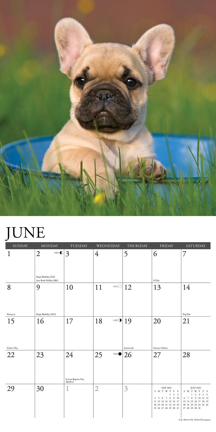 Franse Bulldog Puppies Kalender 2025 Kopen? Bestel eenvoudig Online Kalenderwinkel.nl