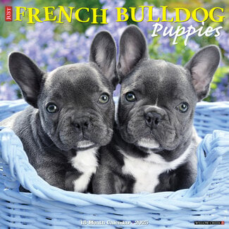 Willow Creek Calendario dei cuccioli di bulldog francese 2025