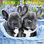 Willow Creek Calendario Cachorros Bulldog Francés 2025