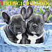 Willow Creek French Bulldog Puppies Calendar 2025