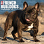 Willow Creek French Bulldog Calendar 2025