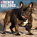 Willow Creek French Bulldog Calendar 2025