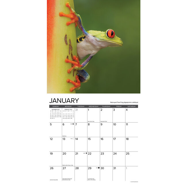Buy Frog Calendar 2025 Order easily online Kalenderwinkel.nl