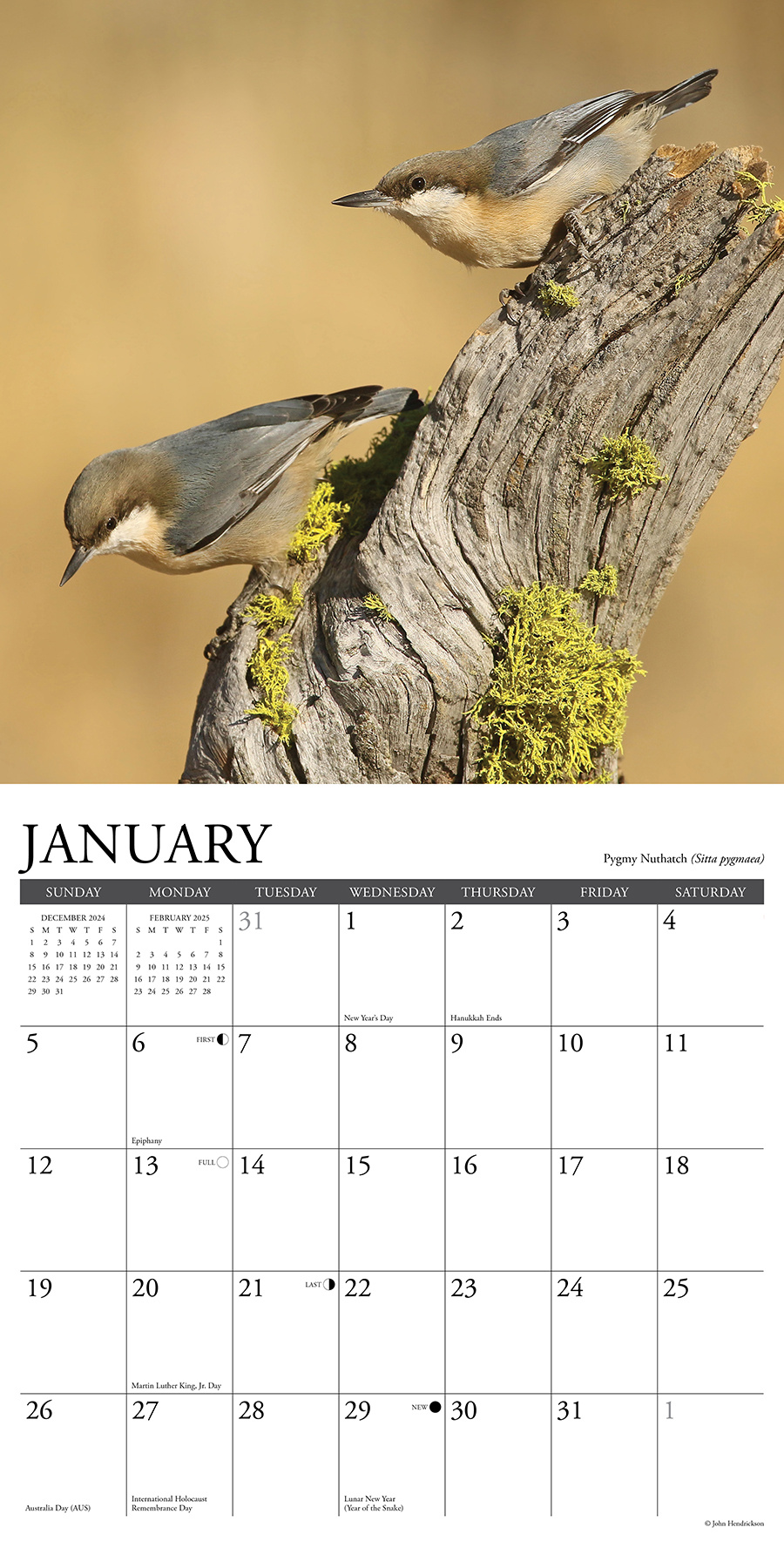 Buy Backyard Birds Calendar 2025? Order online quickly and easily
