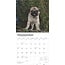 Calendrier des chiots carlins 2025