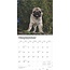 Mops-Welpen Kalender 2025