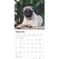 Mops-Welpen Kalender 2025