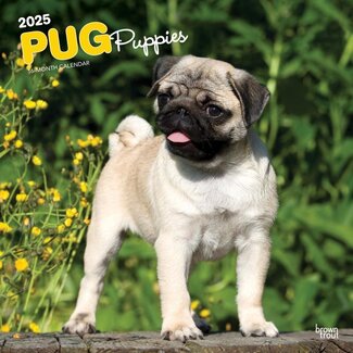 Browntrout Pug Puppies Calendar 2025