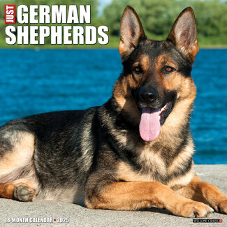 Willow Creek German Shepherd Calendar 2025