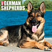 Willow Creek German Shepherd Calendar 2025