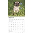 Mops-Kalender 2025