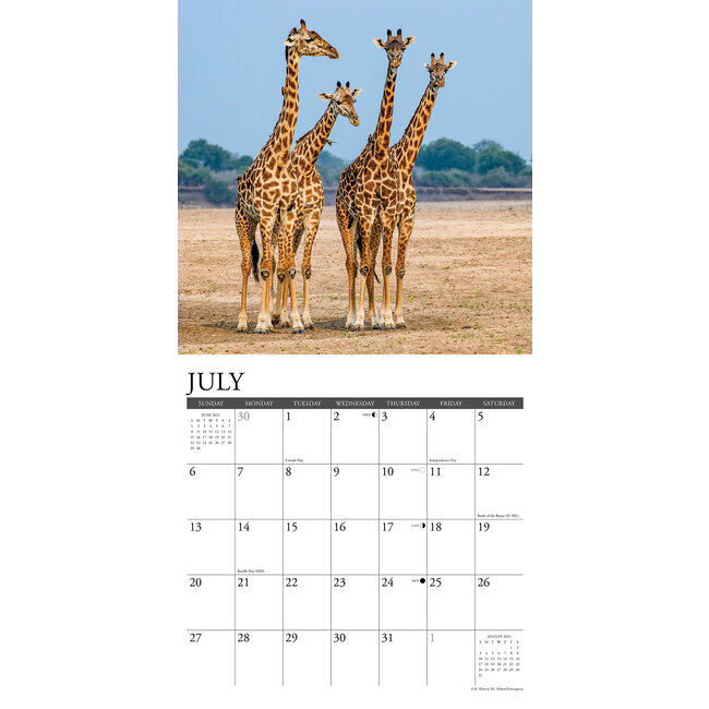 Buy Giraffe Calendar 2025 Order easily online Kalenderwinkel.nl